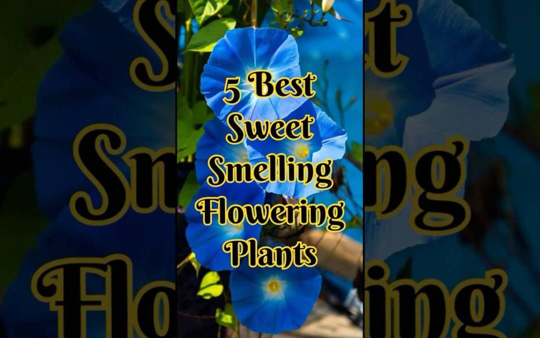 🌸 Top 5 Best Smelling Flowering Plants for Home & Garden 🌿✨ #shorts
